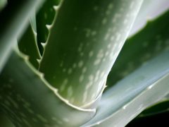 Aloes dla zdrowych i pięknych włosów Aloes dla zdrowych i pięknych włosów
